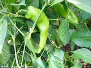 绿江南食品 产品特色、加盟优势与餐饮管理解析